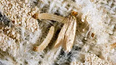 A Timeless Problem: Where Moths in Your Closet Come From—and How to Get Rid of Them Easily