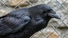 They Can Plan for the Future: An Ornithologist Explains a Bird with a Unique Skill