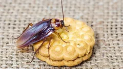 A clean kitchen doesn’t guarantee safety - here’s where cockroaches really breed