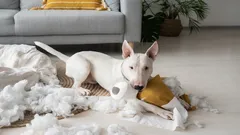 Boundless Strength: These 3 Dog Breeds Will Never Forgive an Owner’s Weakness