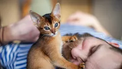 A Furry Alarm Clock on Paws: Why Cats Keep Waking Their Owners in the Morning